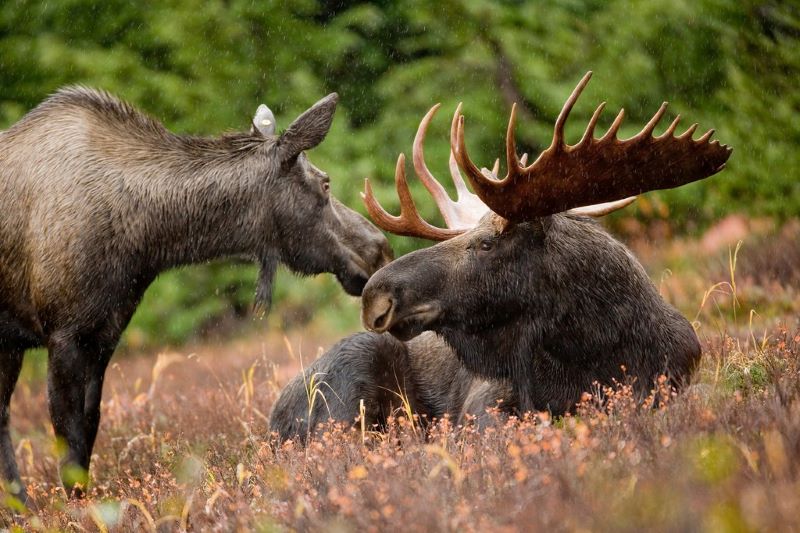 A cow moose touching snouts with a sitting bull moose.